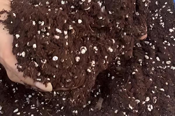 大棚黄瓜怎么留瓜,根据根瓜的长势决定去留