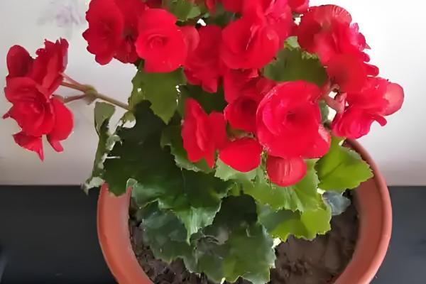 海棠叶子上锈斑怎么防治,可喷洒粉锈宁可湿性粉剂