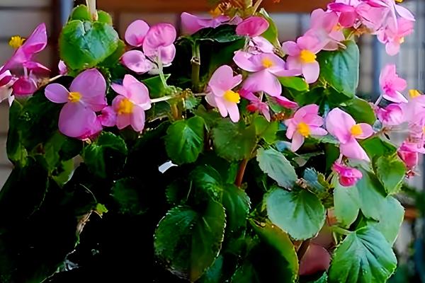 海棠叶子上锈斑怎么防治,可喷洒粉锈宁可湿性粉剂