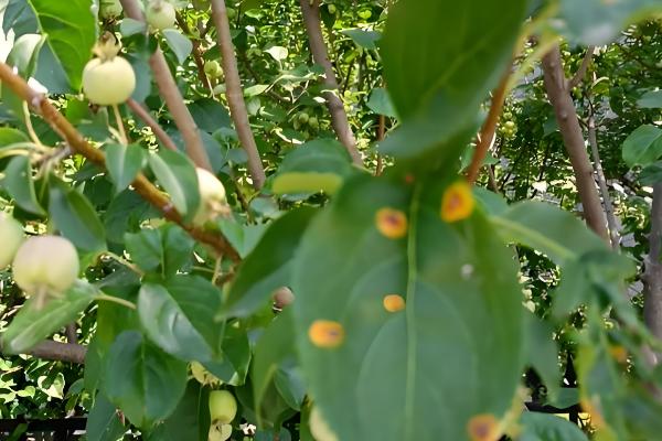 海棠叶子上锈斑怎么防治,可喷洒粉锈宁可湿性粉剂