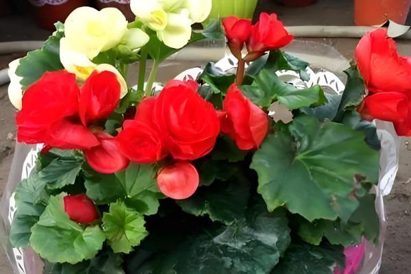 海棠叶子上锈斑怎么防治,可喷洒粉锈宁可湿性粉剂