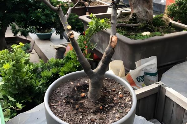 海棠叶子上锈斑怎么防治,可喷洒粉锈宁可湿性粉剂