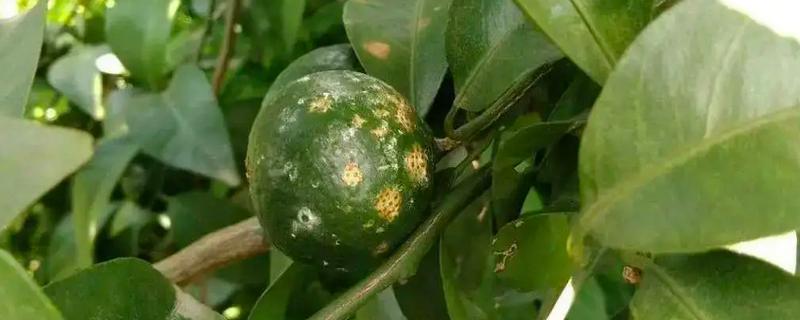 柑橘的病虫害，常见的有黑星病、蚧壳虫等