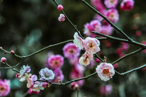 梅花的寓意，寓意高洁孤傲、坚韧勇敢等