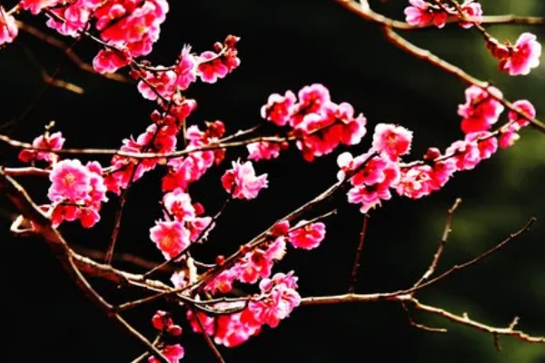 梅花的寓意，寓意高洁孤傲、坚韧勇敢等