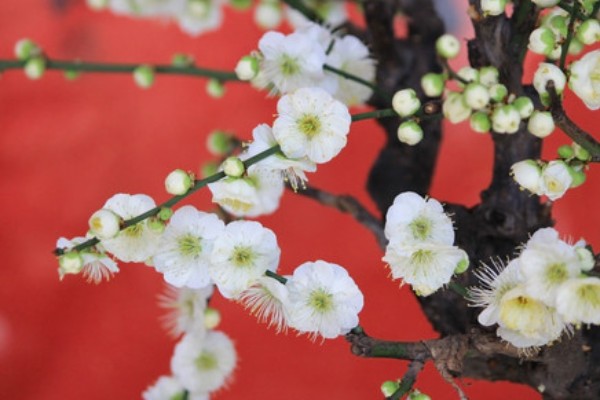 梅花的寓意，寓意高洁孤傲、坚韧勇敢等