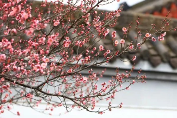 梅花的寓意，寓意高洁孤傲、坚韧勇敢等