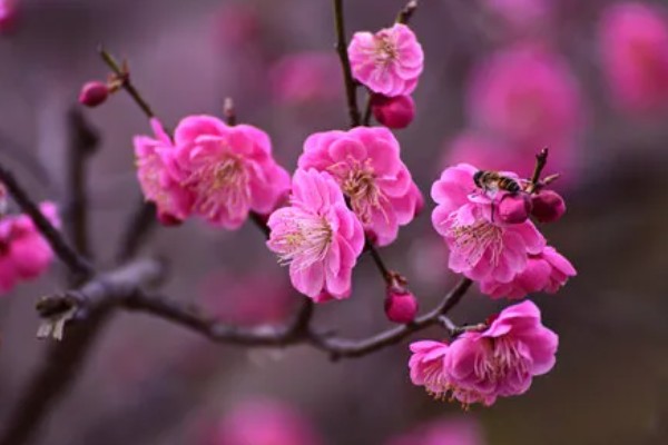 梅花的寓意，寓意高洁孤傲、坚韧勇敢等