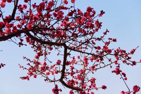 梅花的寓意，寓意高洁孤傲、坚韧勇敢等