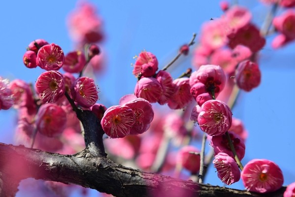 梅花的寓意，寓意高洁孤傲、坚韧勇敢等