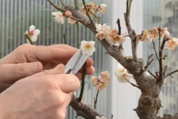 梅花的寓意，寓意高洁孤傲、坚韧勇敢等