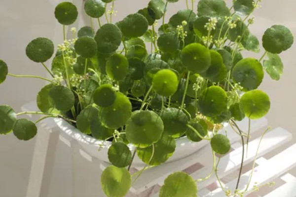 铜钱草叶子发黄怎么处理，控制浇水避免过量