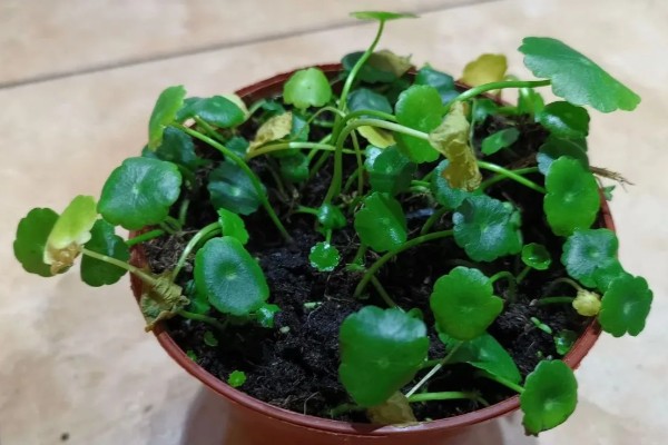 铜钱草叶子发黄怎么处理，控制浇水避免过量