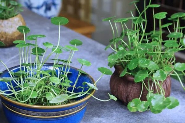 铜钱草叶子发黄怎么处理，控制浇水避免过量