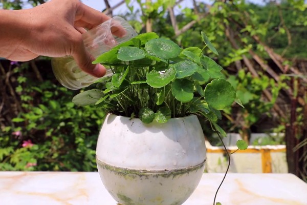 铜钱草叶子发黄怎么处理，控制浇水避免过量