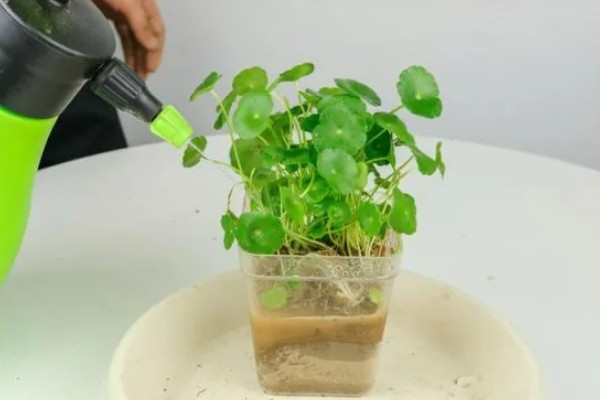 铜钱草叶子发黄怎么处理，控制浇水避免过量