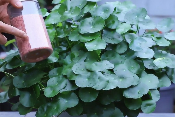 铜钱草叶子发黄怎么处理，控制浇水避免过量