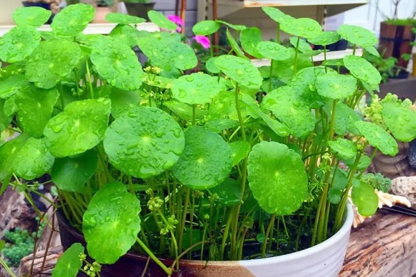 铜钱草叶子发黄怎么处理，控制浇水避免过量