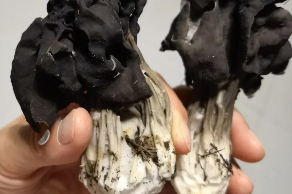 黑马鞍菌的保鲜方法，可冷藏保鲜、辐射保鲜等