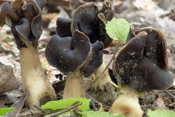 黑马鞍菌的保鲜方法，可冷藏保鲜、辐射保鲜等