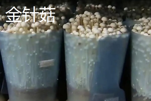 黑马鞍菌的保鲜方法，可冷藏保鲜、辐射保鲜等