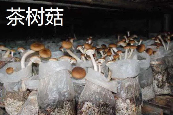 黑马鞍菌的保鲜方法，可冷藏保鲜、辐射保鲜等