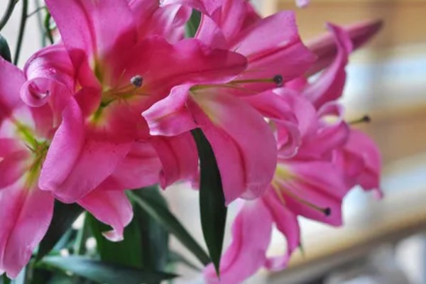 香水百合水浇多了的解决办法,及时松土并加强通风