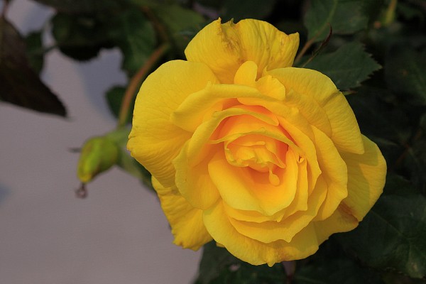 黄色月季花有什么寓意，代表青春气息、道歉等含义