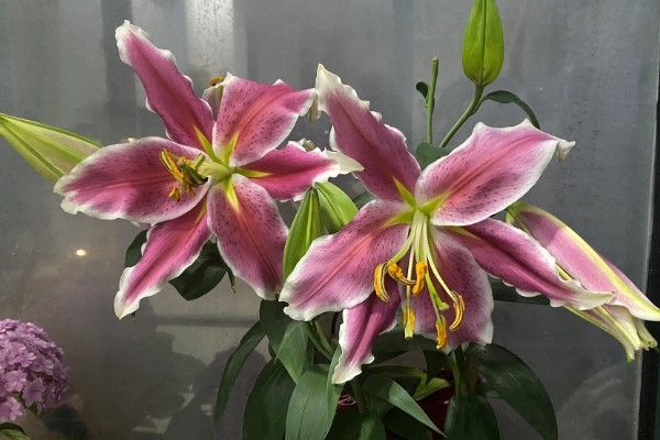 香水百合水浇多了的解决办法,及时松土并加强通风