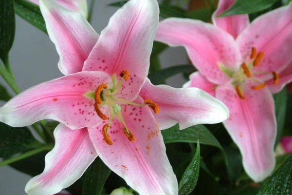 香水百合水浇多了的解决办法,及时松土并加强通风