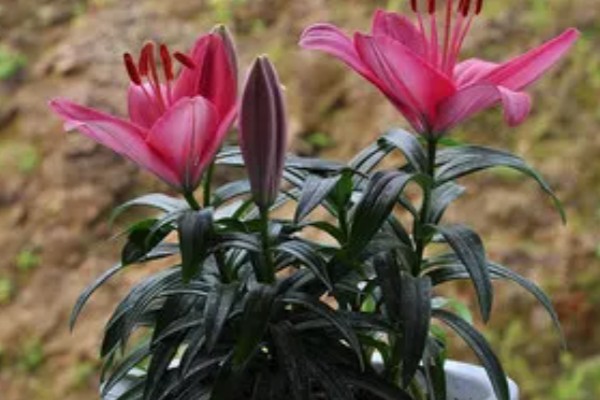 香水百合水浇多了的解决办法,及时松土并加强通风