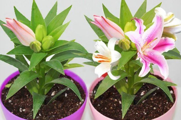 香水百合水浇多了的解决办法,及时松土并加强通风