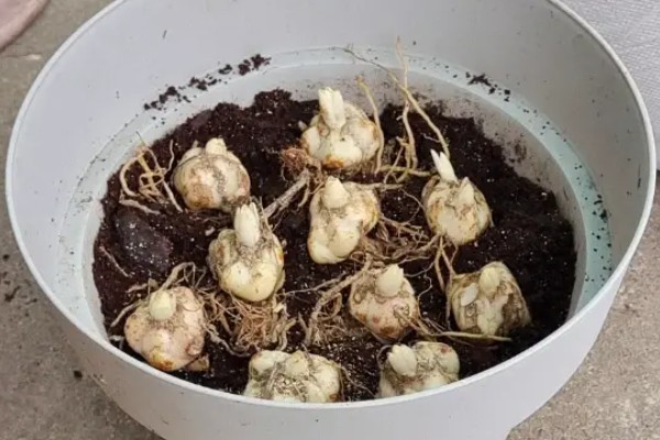 香水百合水浇多了的解决办法,及时松土并加强通风