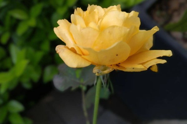 黄色月季花有什么寓意，代表青春气息、道歉等含义