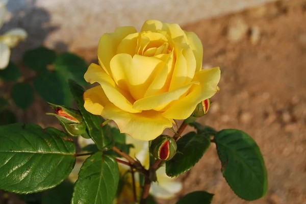 黄色月季花有什么寓意，代表青春气息、道歉等含义