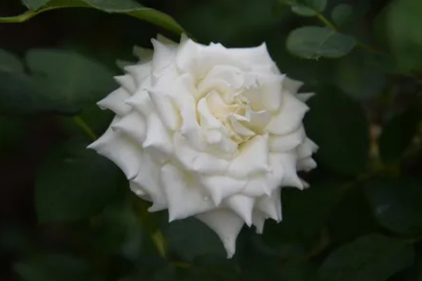 黄色月季花有什么寓意，代表青春气息、道歉等含义