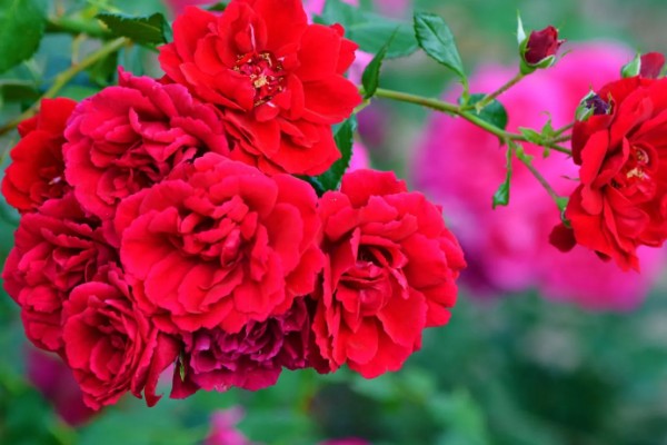 黄色月季花有什么寓意，代表青春气息、道歉等含义