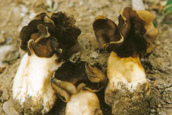 黑马鞍菌的保鲜方法，可冷藏保鲜、辐射保鲜等