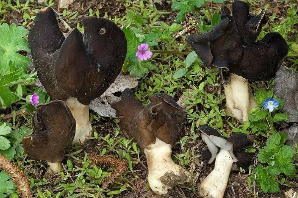 黑马鞍菌的保鲜方法，可冷藏保鲜、辐射保鲜等