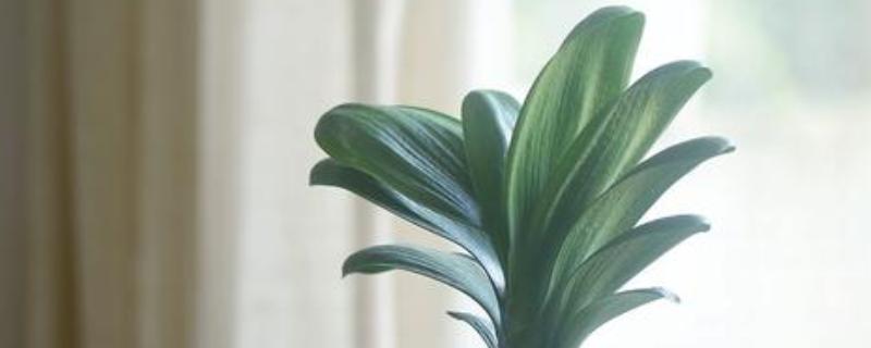 君子兰度夏和过冬的方法，夏季要遮阴防晒、冬季需保持适温