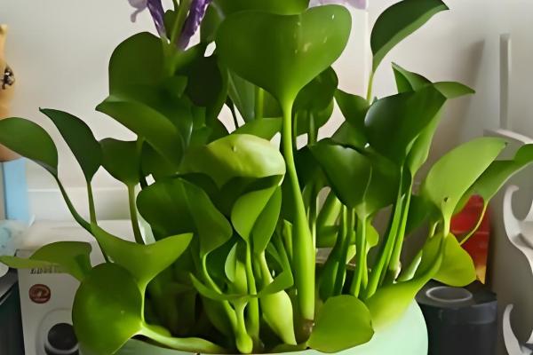 怎么养水葫芦,适宜生长在温暖且湿润的环境中