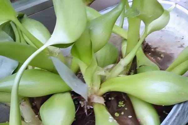 怎么养水葫芦,适宜生长在温暖且湿润的环境中