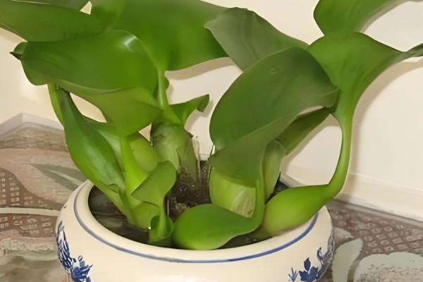 怎么养水葫芦,适宜生长在温暖且湿润的环境中