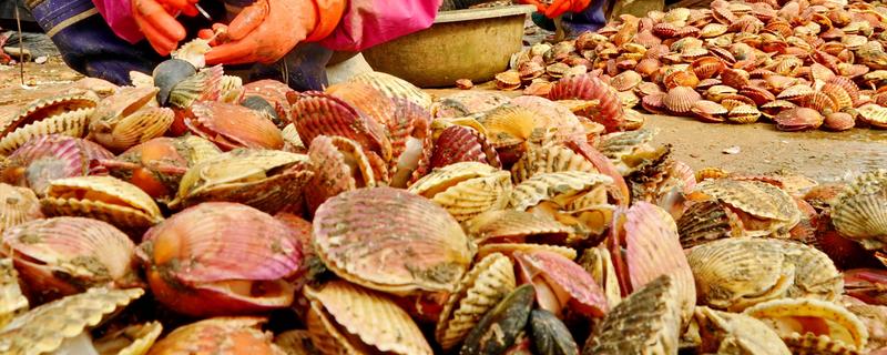 北方适合养什么水产，扇贝、泥鳅等品种值得选择