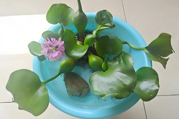 怎么养水葫芦,适宜生长在温暖且湿润的环境中