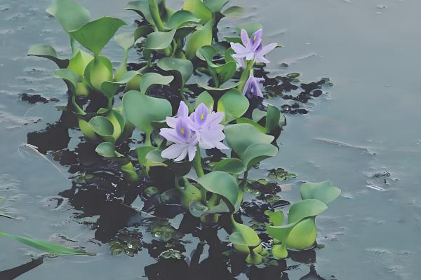 怎么养水葫芦,适宜生长在温暖且湿润的环境中