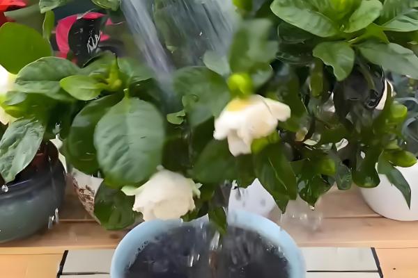 新鲜栀子花能吃吗，可以吃