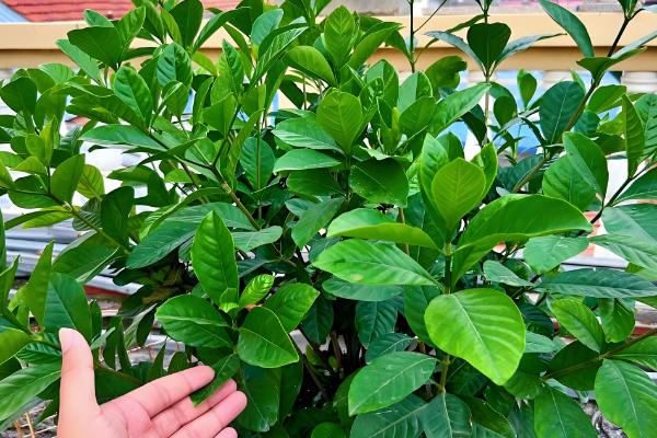 新鲜栀子花能吃吗，可以吃