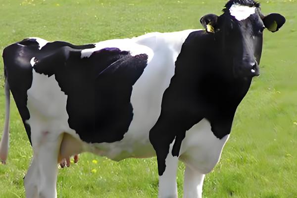 为什么奶牛会一直产奶，是由于一直处在哺乳期