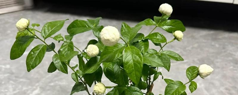 虎头茉莉如何服盆，每个月都需要施肥